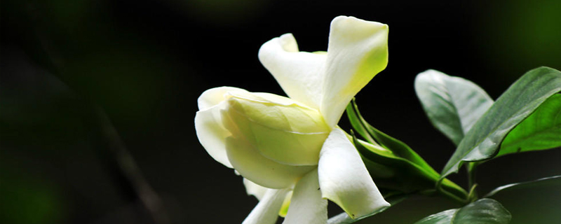 栀子花水培最佳时间(水养栀子花的正确养法)