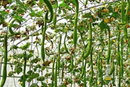 丝瓜不结瓜什么原因