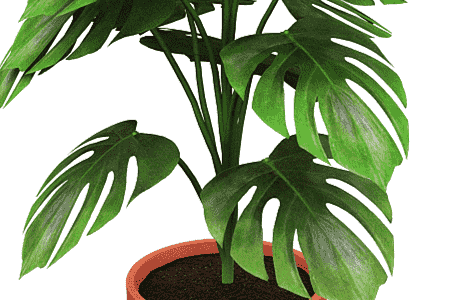 龟背竹新叶一直卷着怎么办呢