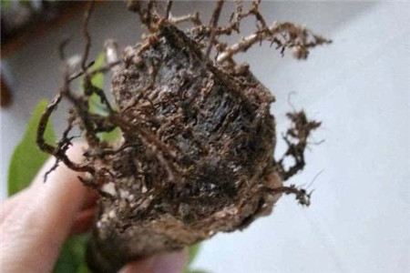 发财树枝软了怎么办