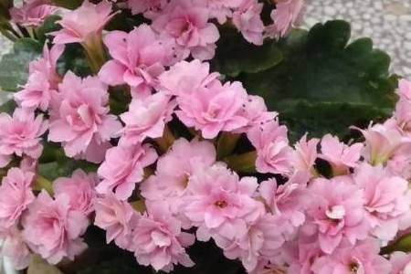 长寿花什么开什么时候开