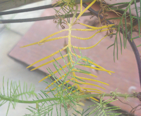 茑萝叶子发黄怎么回事