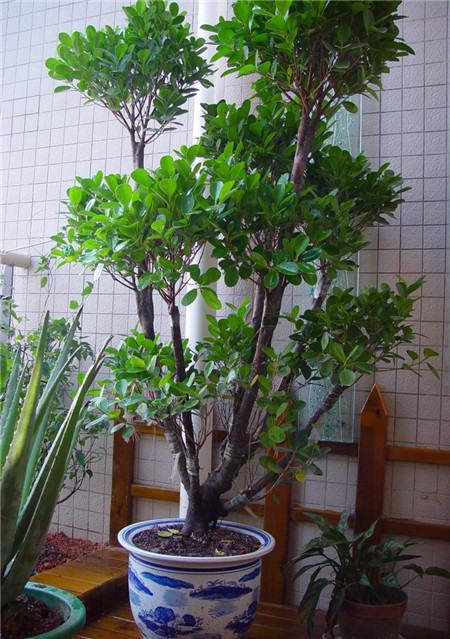 摇钱树花怎么养好