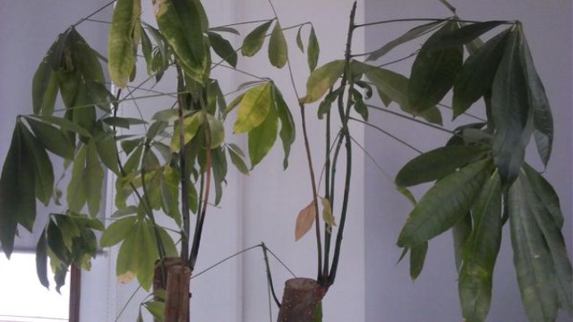 发财树树枝变软怎么办(发财树枝软了怎么办)