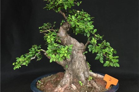 小叶榔榆盆景怎么养怎么施肥