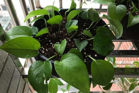 绿萝扦插多少天能发芽