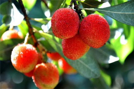 杨梅怎么洗才能把虫子洗出来