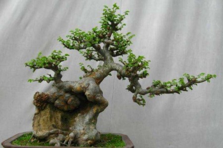 小叶榔榆盆景怎么养怎么施肥