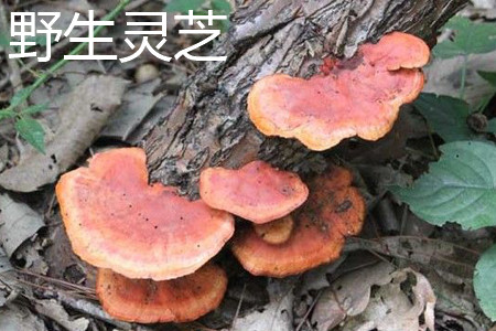 野生灵芝与养殖灵芝外形的区别