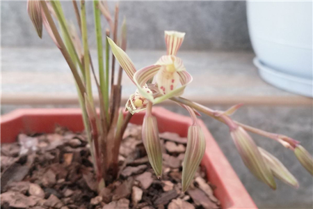 上盆兰花叶子有褶皱