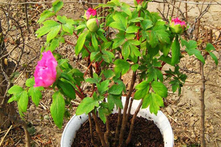 牡丹花适合在家里养吗视频