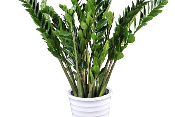 金钱树吸甲醛吗(招财树吸甲醛吗)