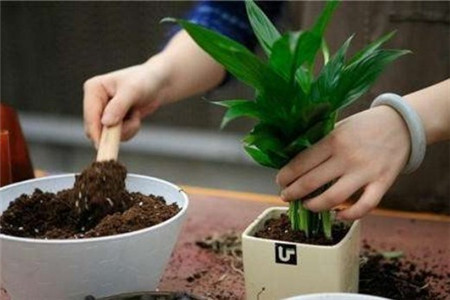 发财树枝软了怎么办