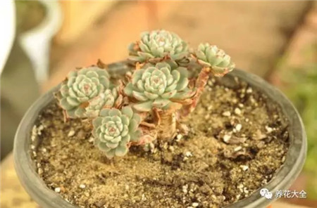 浇水浇死的植物