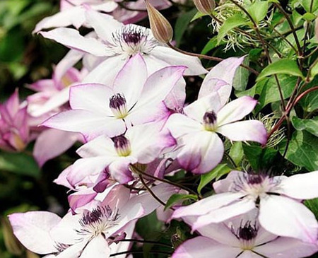 铁莲花刑具图片