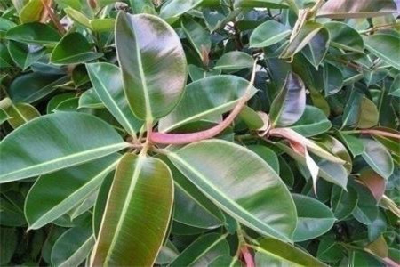 橡皮树叶子发黄的原因?怎么补救?