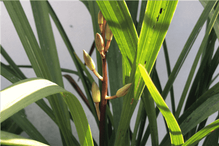 上盆兰花叶子有褶皱