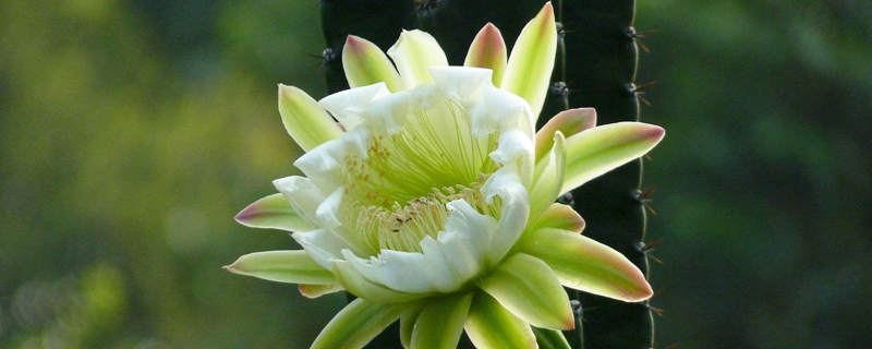 龙骨花为什么掉叶子(龙骨花为什么掉叶子呢)