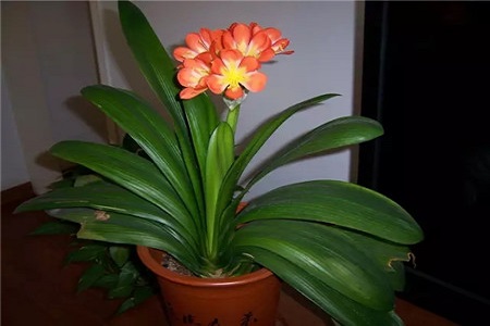 君子兰黄叶了咋办