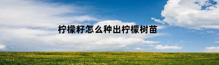 柠檬籽怎么种出柠檬树苗(柠檬籽如何种植)