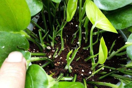 绿萝扦插多少天能发芽