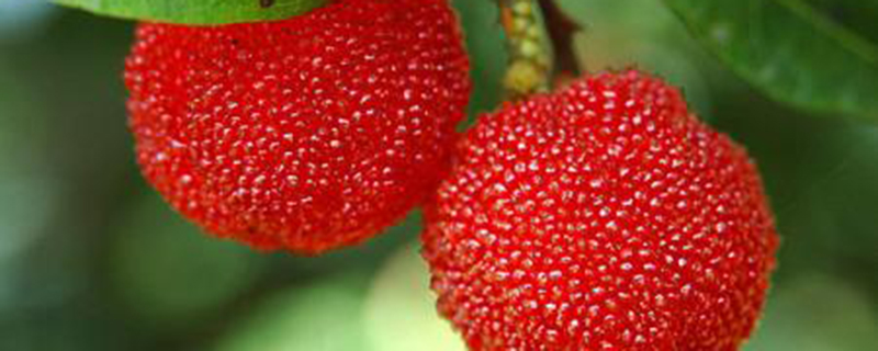 杨梅怎么洗(杨梅怎么洗才能把虫子洗出来)