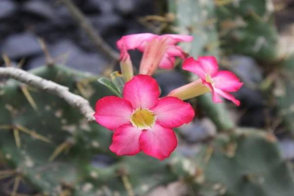 沙漠玫瑰种子(沙漠玫瑰种子什么样子)