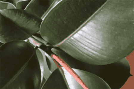 橡皮树叶子黄了怎么办