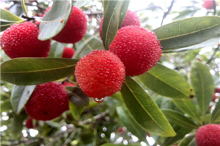 杨梅怎么洗才能把虫子洗出来