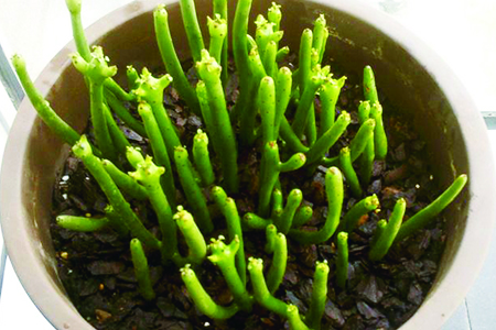 彭珊瑚适合放卧室吗