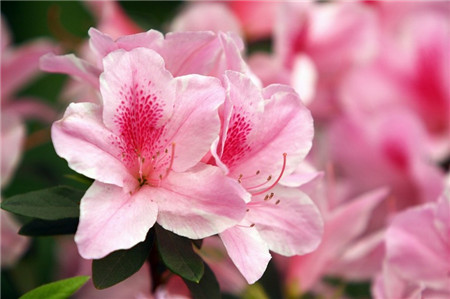 四大美女所代表的花是什么花