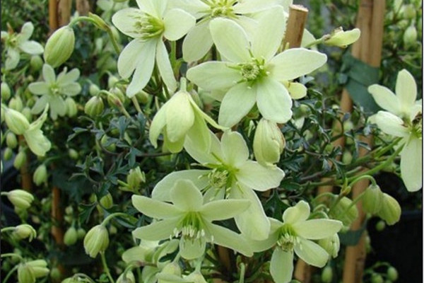 如何使铁线莲在元旦开花(铁莲花刑具图片)