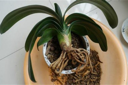 君子兰换下旧土能用