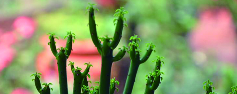 彭珊瑚的养殖方法和注意事项(彭珊瑚适合放卧室吗)