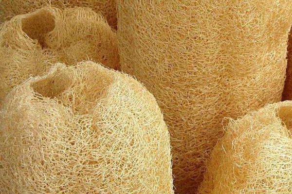 “老丝瓜瓤”别扔垫到花盆地下植株从此远离黑腐烂根！(老丝瓜瓤怎么去皮)