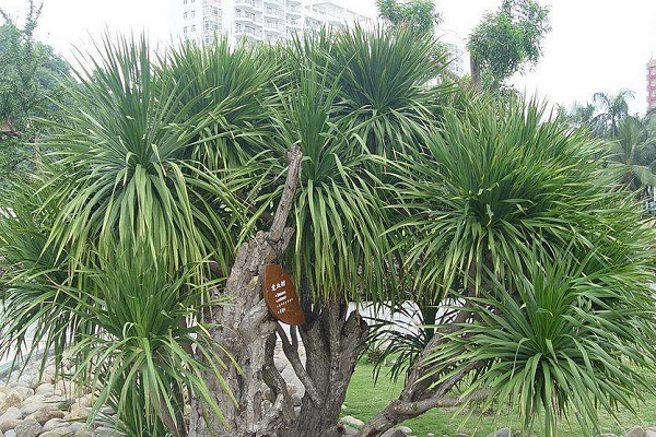 龙血树叶子干枯怎么办(龙血树叶子枯了怎么办)