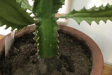 龙骨花为什么掉叶子呢