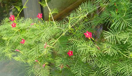 茑萝叶子发黄怎么回事