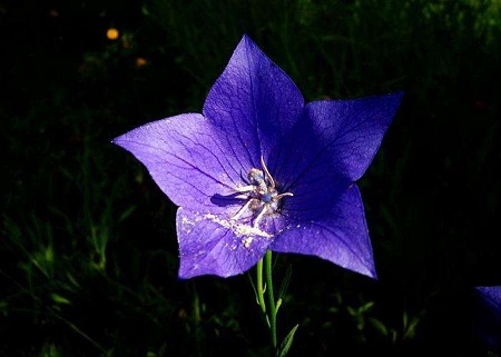 桔梗施肥的最佳时间