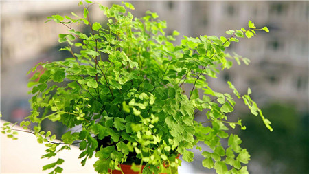 铁线蕨全部剪掉