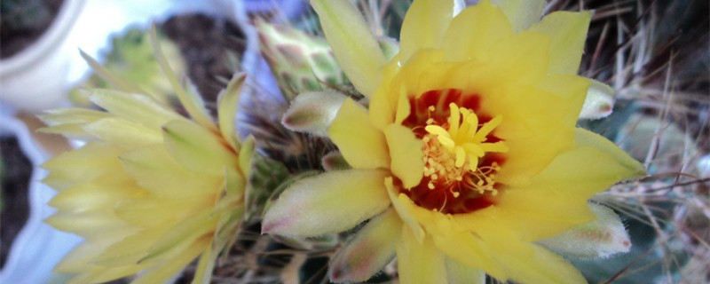 绯花玉怎么养实战篇(绯花玉怎么养才开花多)