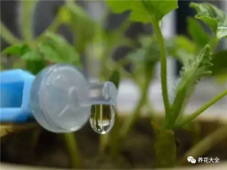 浇水浇死的植物