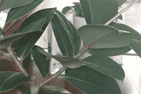 橡皮树叶子黄了怎么办