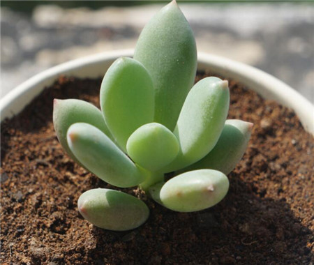 青星美人好养吗