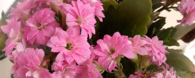 长寿花什么时候开花长寿花图片(长寿花什么开什么时候开)