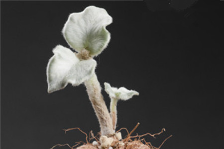 月宴多肉怎么养