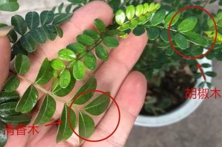 胡椒木与清香木哪个价值高