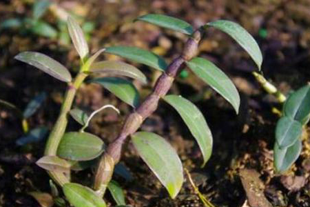 铁皮石斛多长时间浇水好