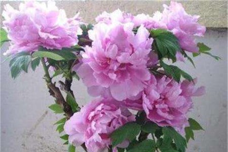 牡丹花适合在家里养吗视频