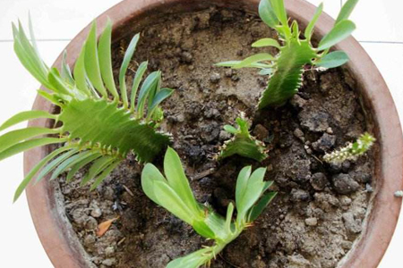 龙骨花为什么掉叶子呢